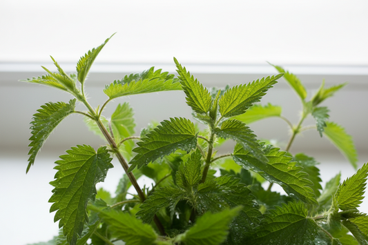 Herb of the Month: Nettle