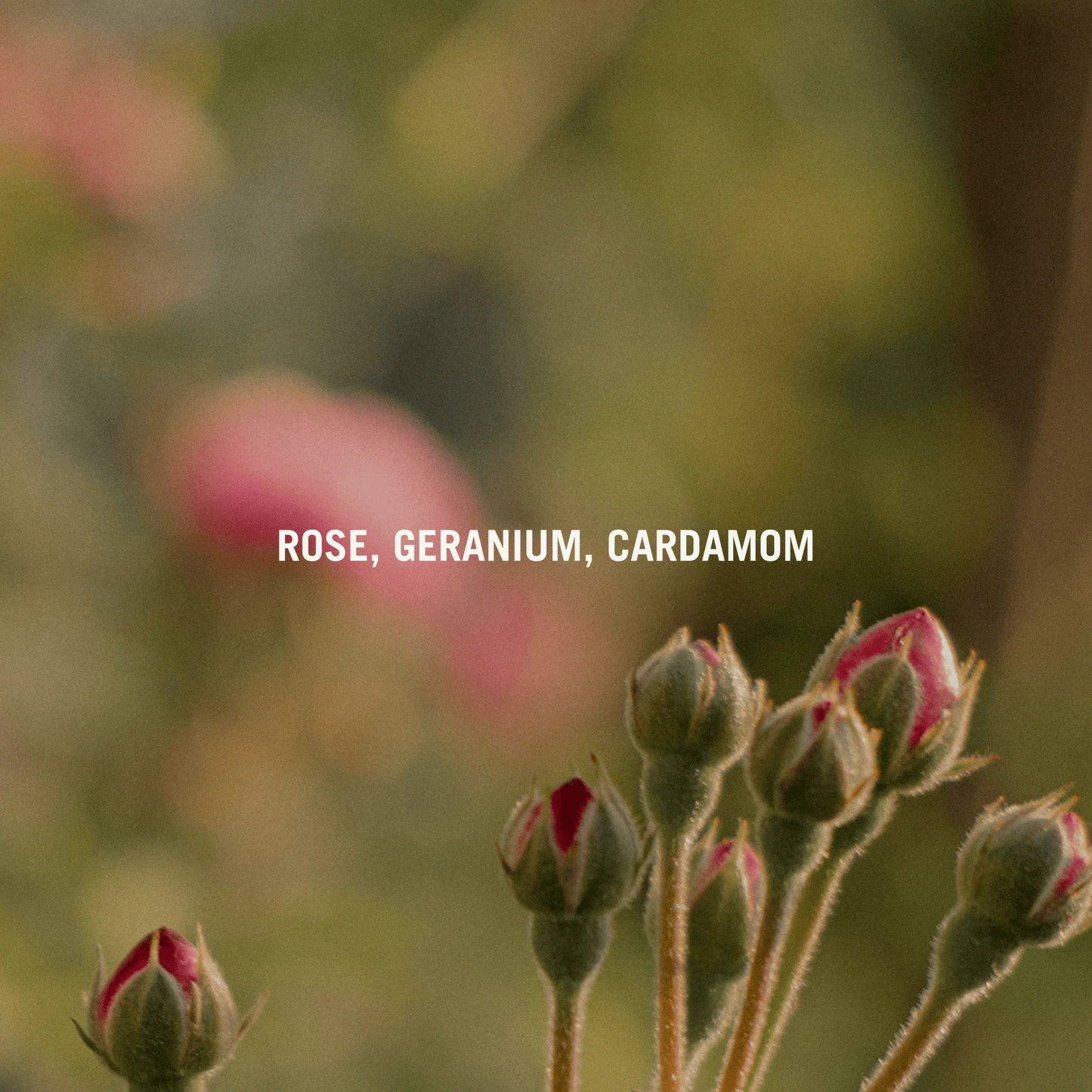 Rubor Rose Eau De Parfum