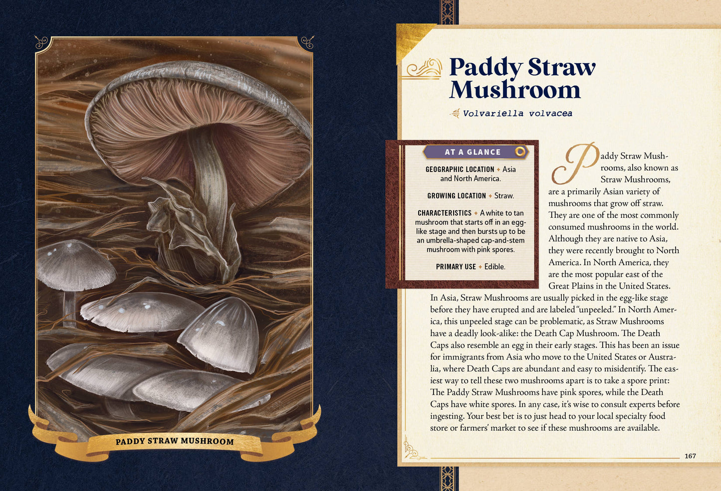 Little Book of Mushrooms