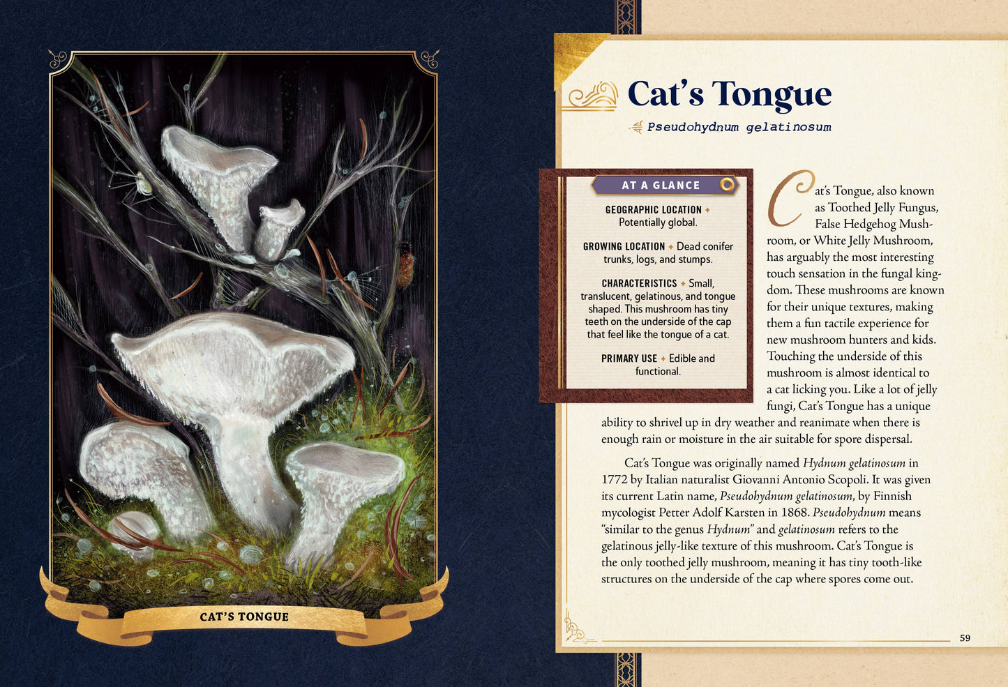 Little Book of Mushrooms